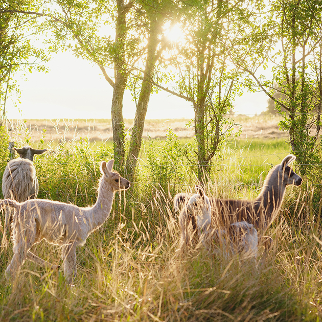 アイデンティティ